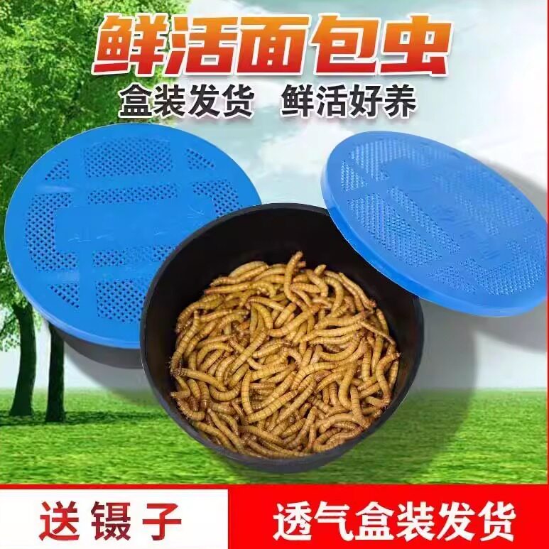 面包虫活虫黄粉虫仓鼠宠物钓鱼蝎子鲜活体鸟粮饲料金龙鱼小鸟石蛙