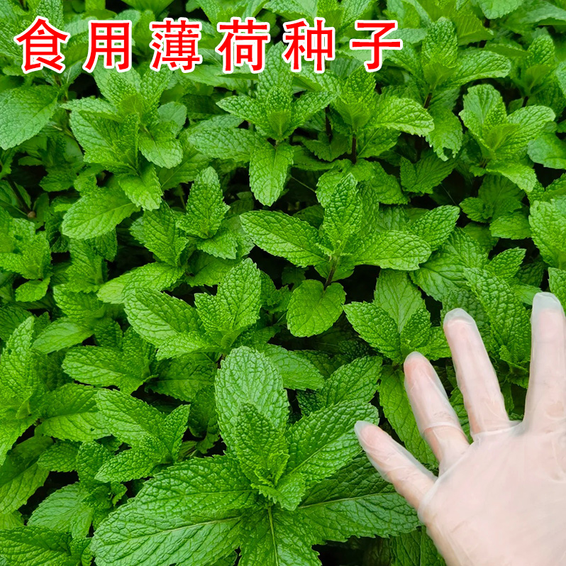 可食用薄荷种籽子室内室外盆栽留兰香柠檬猫薄荷四季播种
