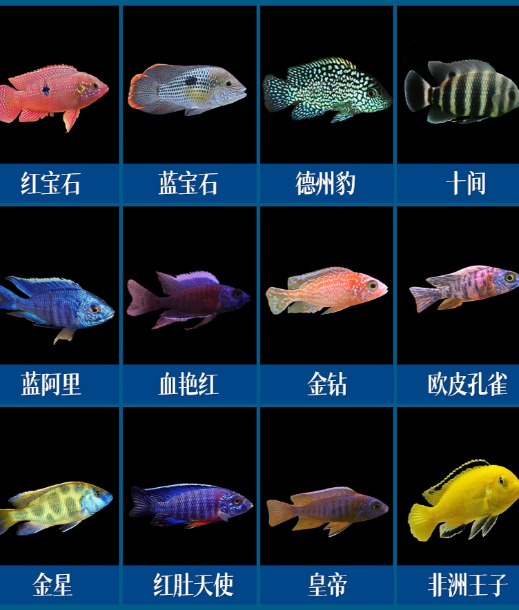 三湖慈鲷鱼马鲷皇帝ob孔雀活体中小型耐养易活热带观赏鱼淡水鱼