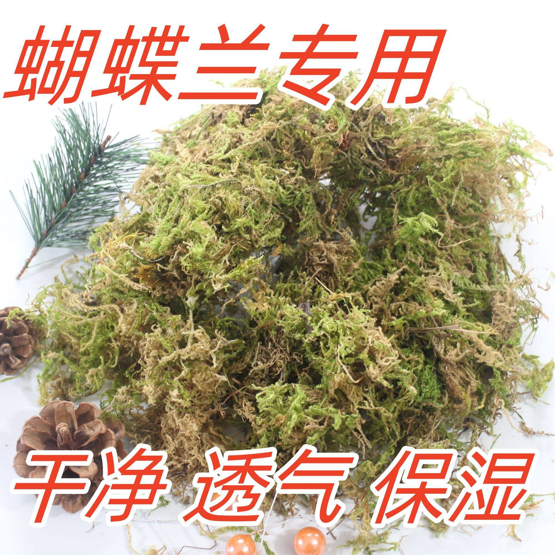 干苔藓兰花专用土水苔蝴蝶兰干绿干青苔花土养花土干蝴蝶兰专用土,鲜花速递/花卉仿真/绿植园艺,水苔,淘宝优惠券,粉丝福利购,淘宝优惠卷