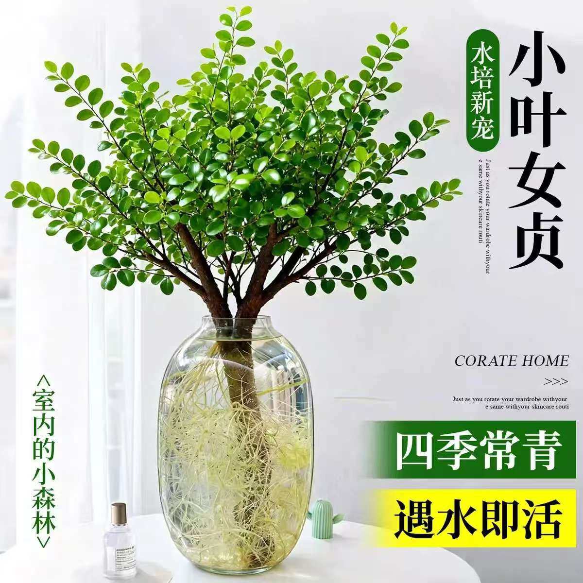 毛叶丁香小叶女贞鲜切枝水培发根桌面茶桌摆件好养护森系室内绿植,鲜花速递/花卉仿真/绿植园艺,造型盆景,淘宝优惠券,粉丝福利购,淘宝优惠卷