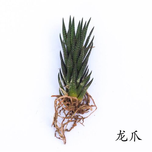 仙人球盆栽多肉植物组合仙人掌盆栽办公室桌面净化空气多肉肉植物