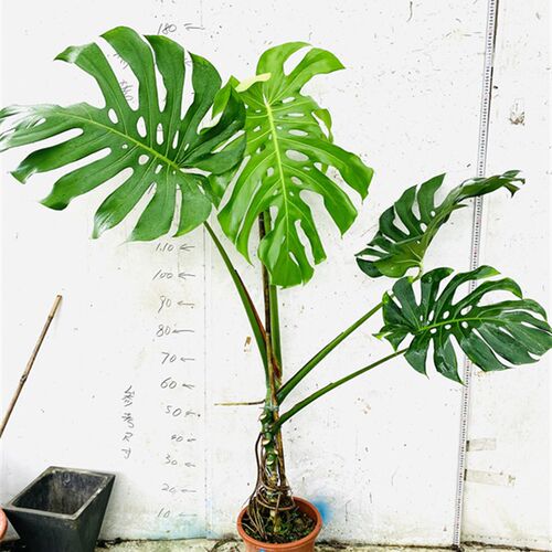 亿兆园艺龟背竹室内大小植物盆栽网红吸甲醛易养新家装修一物一拍