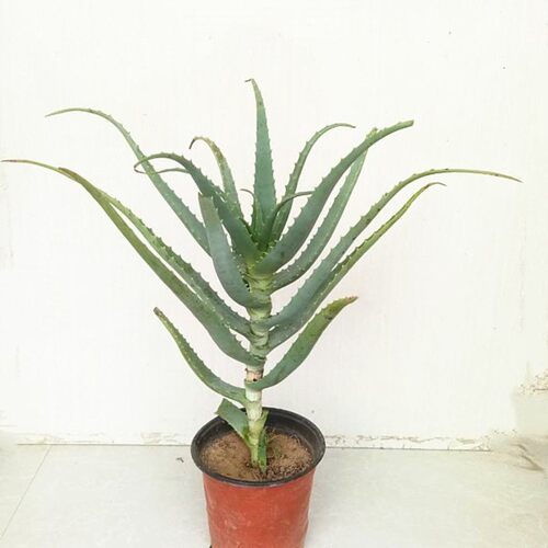 多肉植物 仙人掌光棍树 耐旱沙漠之树 桌面小盆栽金钱木