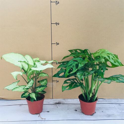 龟背竹洞洞竹植物室内办公室盆栽北欧风格植物大叶绿植花卉大盆栽