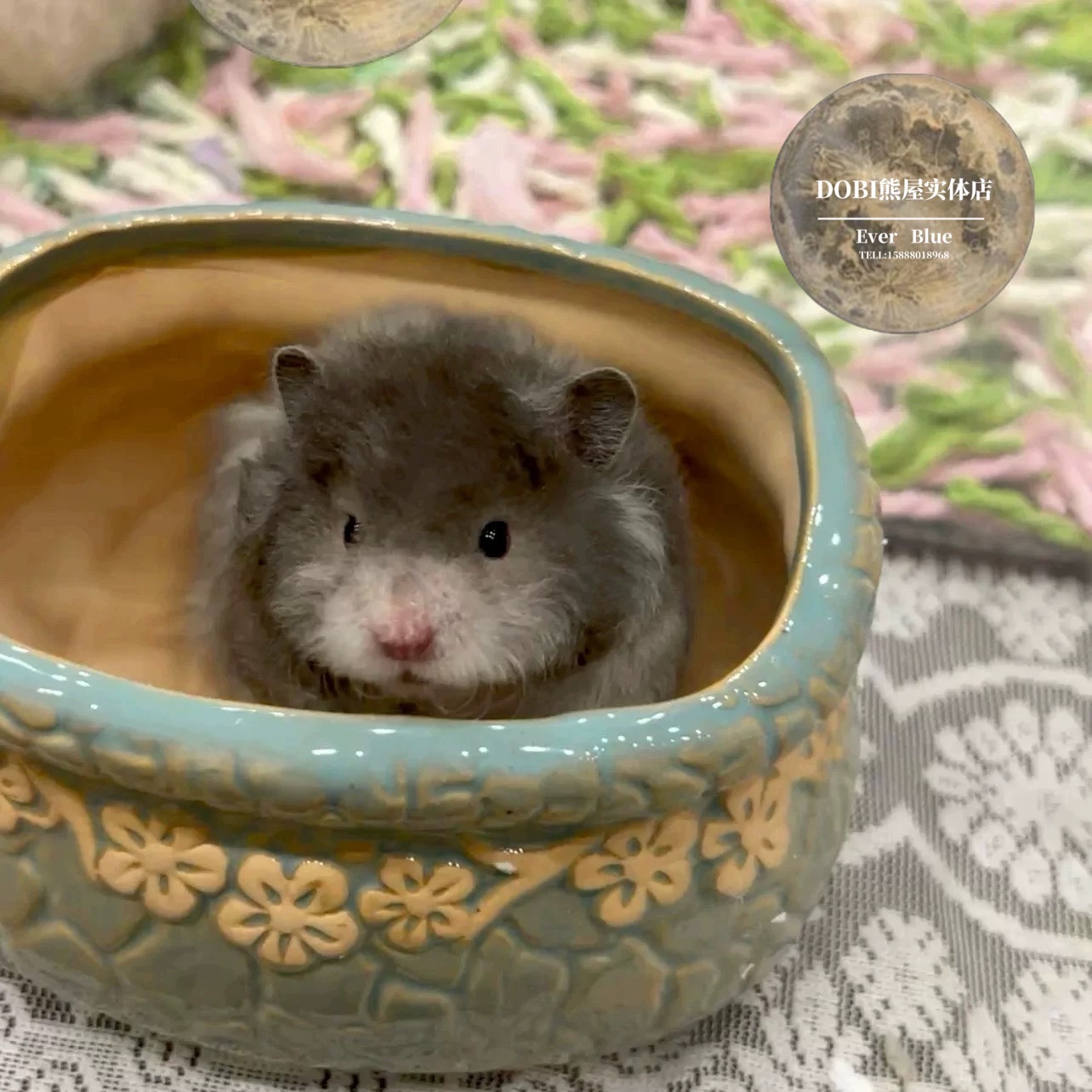 DOBI熊屋纪念视频。售罄