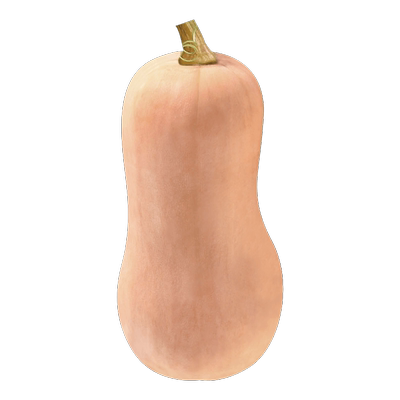 利农正源奶油南瓜种子