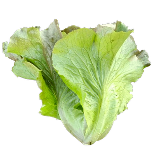 和利农 正源紫红生菜种子可生吃种籽四季脆甜青菜阳台蔬菜种孑