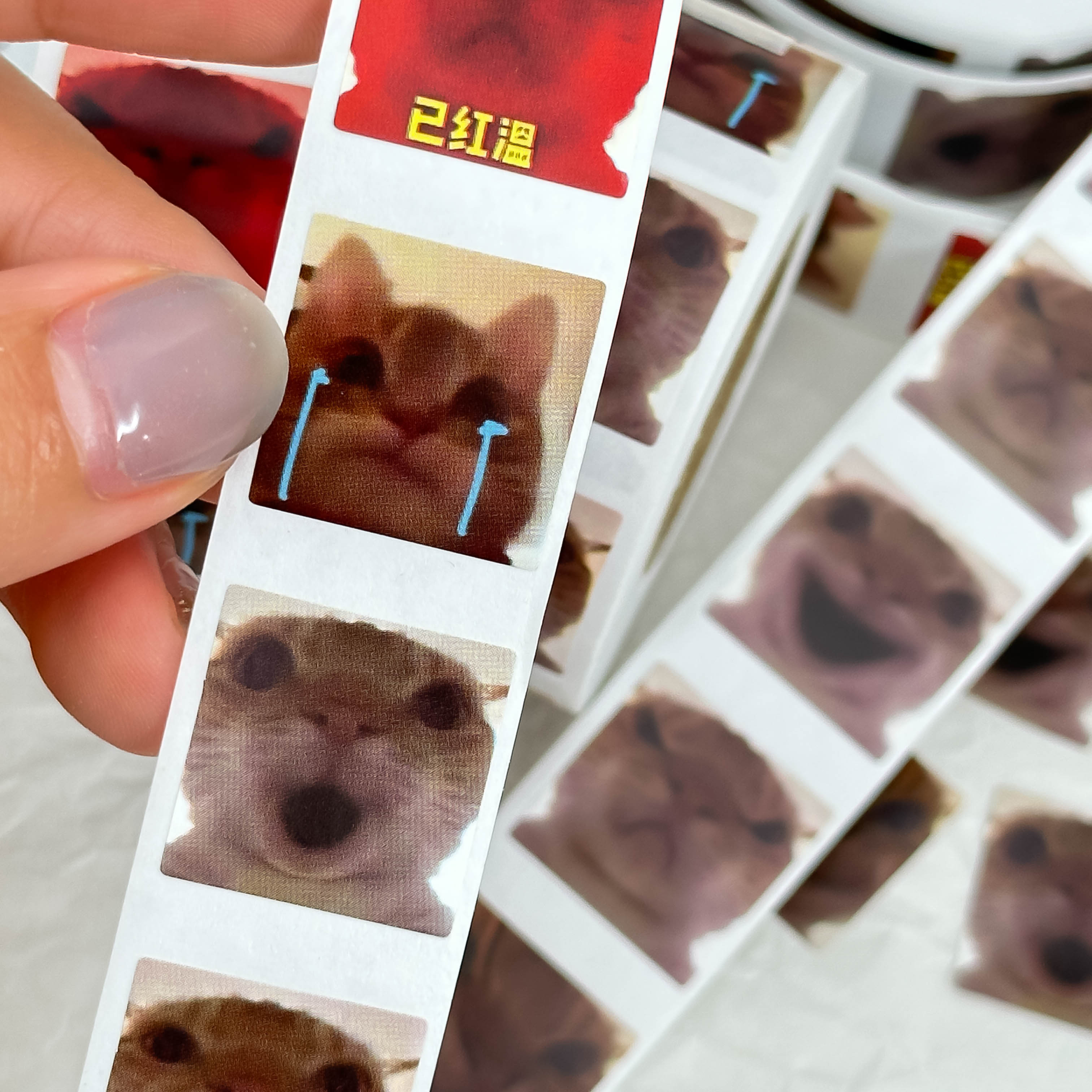 可爱发疯猫猫卷卷贴纸沙雕猫咪meme表情包封口贴高颜值装饰手账