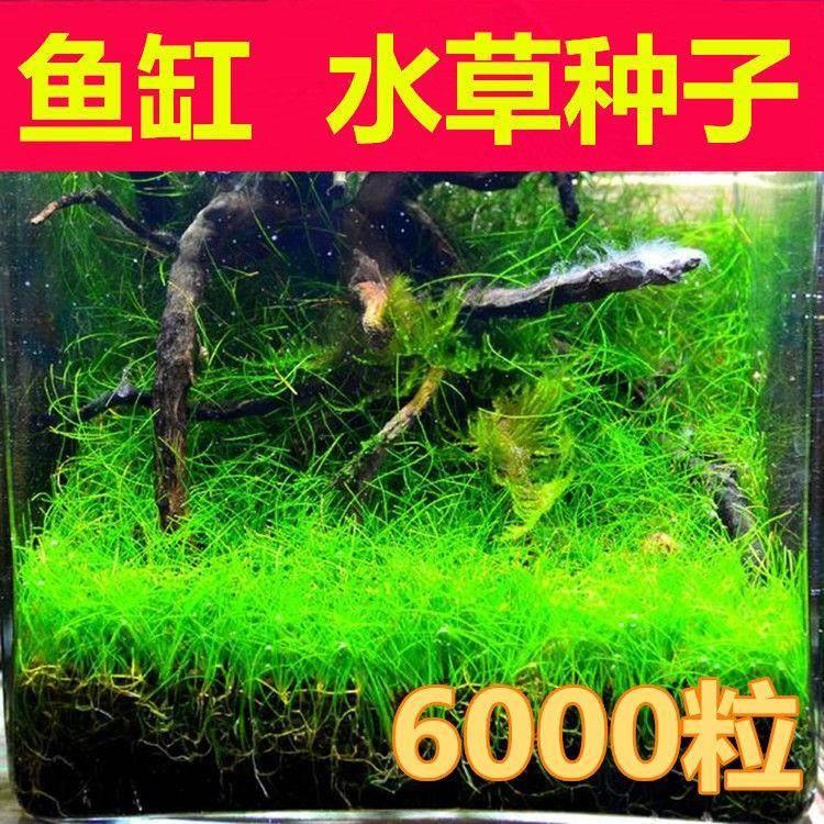鱼缸水草水族箱装饰速成籽牛毛四季养鱼养虾植物造景套餐
