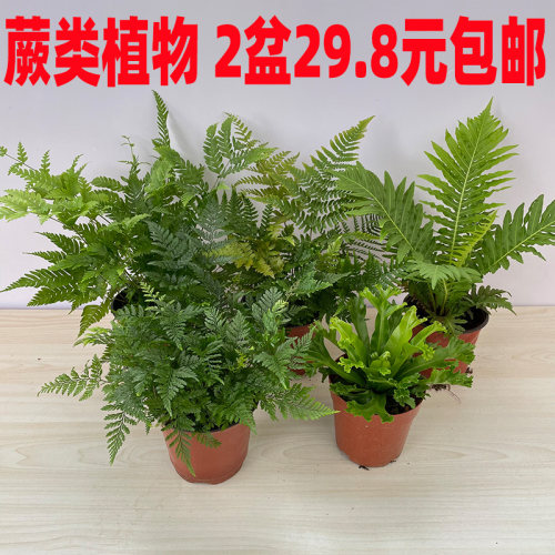 蕨类植物盆栽价格 蕨类植物盆栽图片 星期三