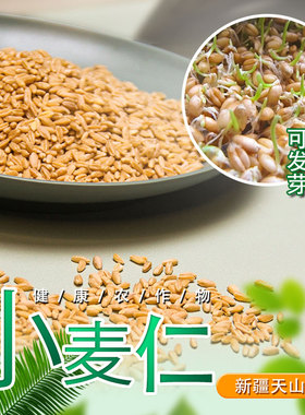 新疆天山旱沃新鲜去皮发芽麦子麦仁脱皮冬小麦种子米麦粒米旗舰店