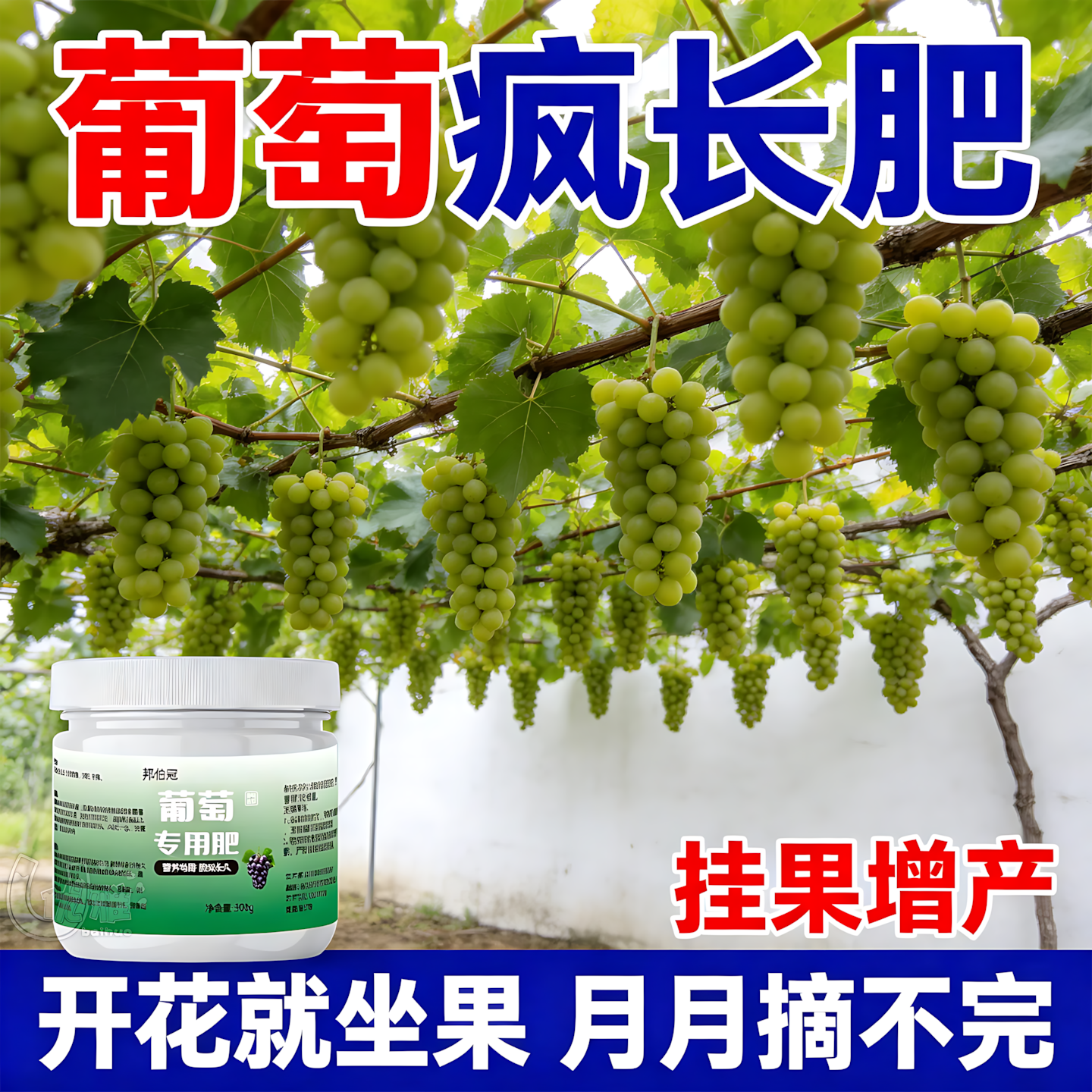 葡萄专用肥促花膨果增甜上色饱满