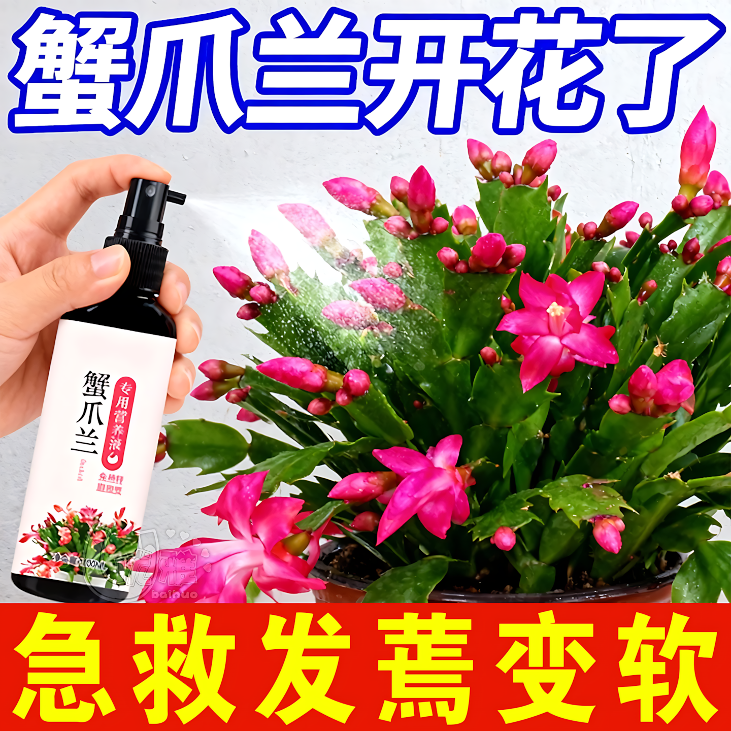 【急救软烂】蟹爪兰急救发蔫软烂去黄叶开花壮根液体肥专用营养液,鲜花速递/花卉仿真/绿植园艺,家庭园艺肥料,淘宝优惠券,粉丝福利购,淘宝优惠卷