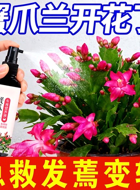 【急救软烂】蟹爪兰急救发蔫软烂去黄叶开花壮根液体肥专用营养液