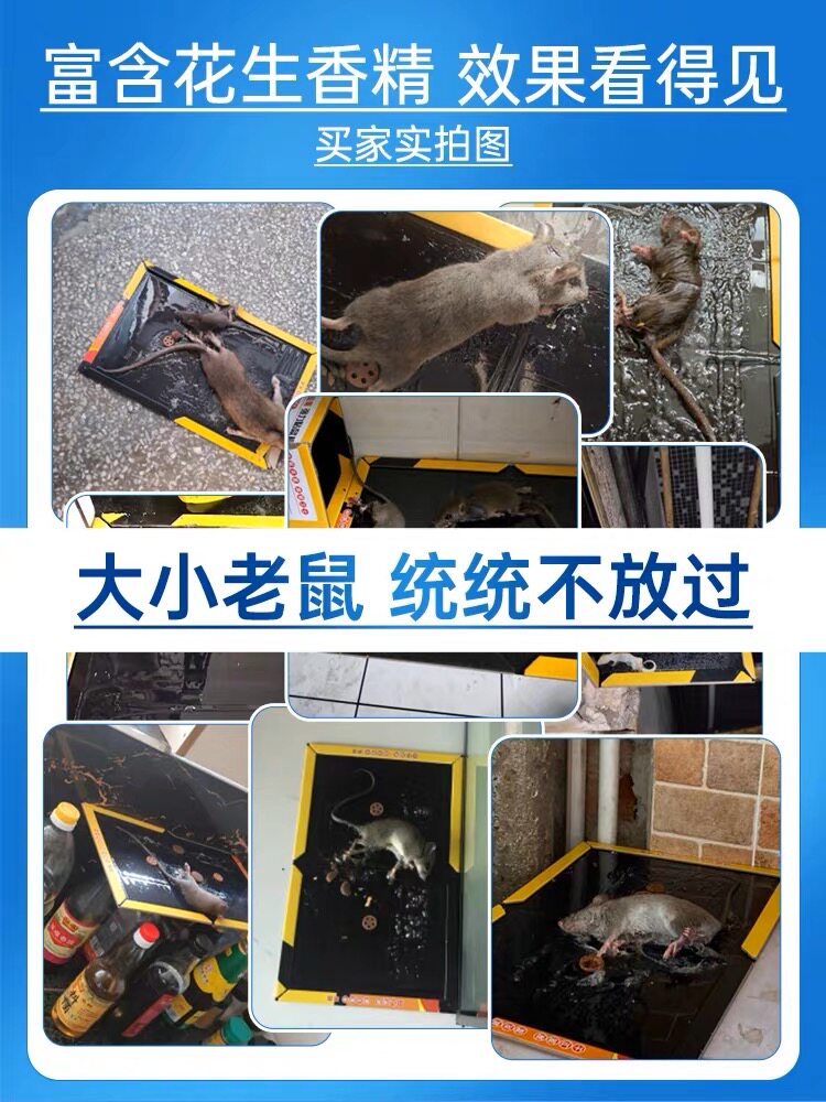 신강 무료 배송 초강력 끈적 끈적한 마우스 보드 마우스 끈적 끈적한 접착제로 쥐와 쥐를 잡아 죽이고 초강력 가정용 안전 한 둥지 끝