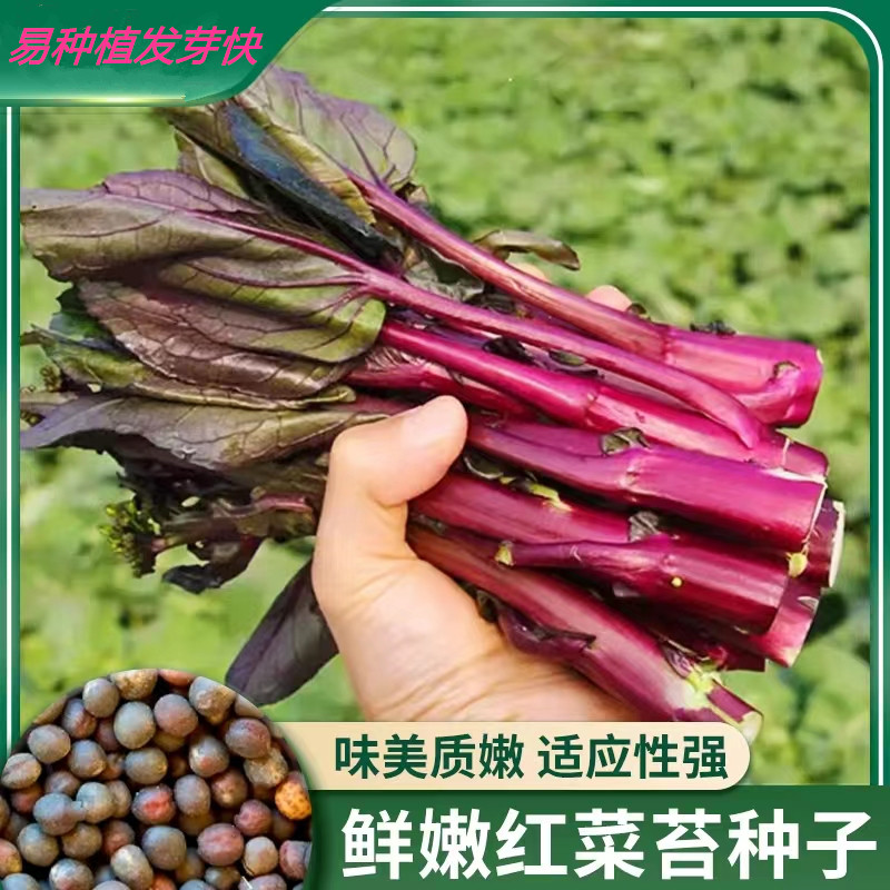 红菜苔种子清甜紫菜心籽秋季冬季播四季高产青菜阳台盆栽蔬菜种孑