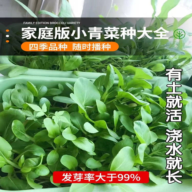 鸡毛菜种子 25天可吃四季小白菜奶油小白菜青菜油菜种籽 阳台盆栽