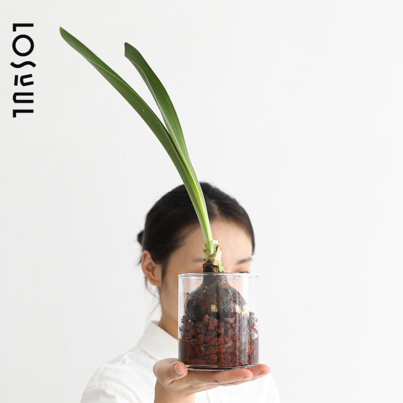 块根水培植物发货小巧桌面摆件