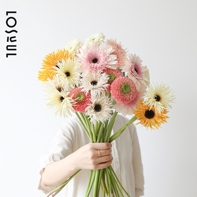 进口非洲菊鲜花多样一周一花Ins