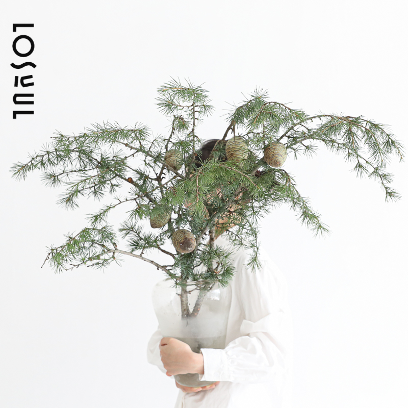 雪松果鲜切枝条小众野奢植物