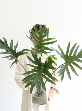 水培带根春羽老桩鲜切春雨植物老根切枝北欧网红绿植室内枝条常