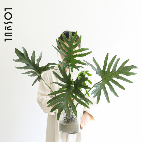 水培带根春羽老桩绿植室内桌面