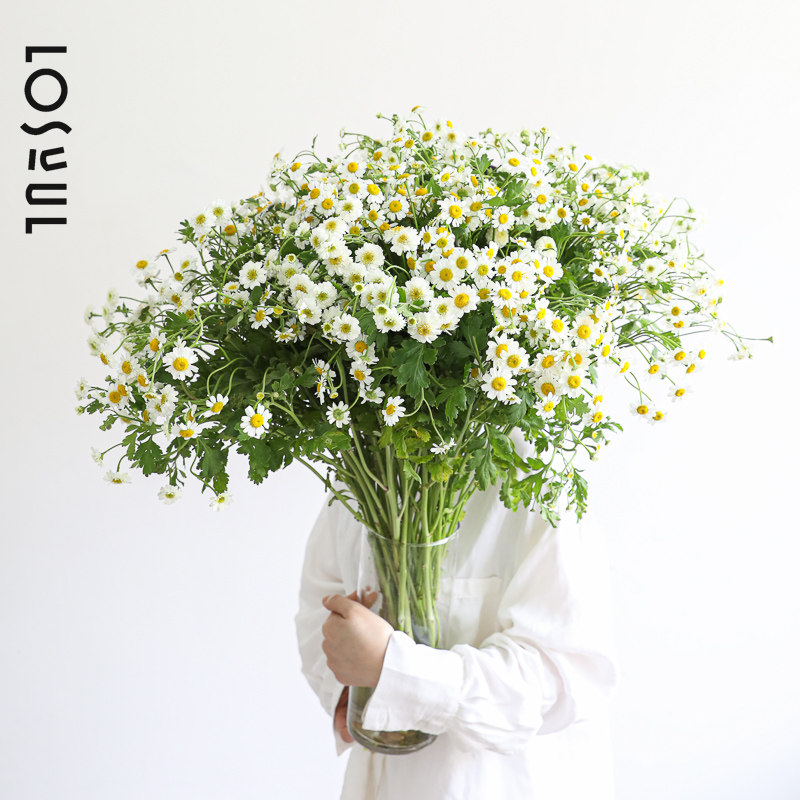 重瓣洋甘菊鲜花小雏菊鲜切单瓣生活鲜花ins植物室内氛围感顺丰
