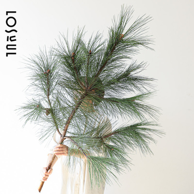 马尾松鲜切野奢青松植物叶小众