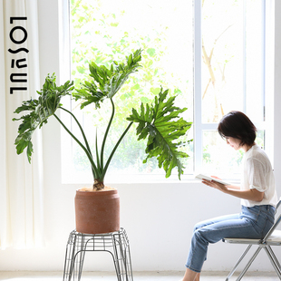 春羽龙鳞盆栽老桩北欧网红绿植室内外四季常青春雨植物老根造型