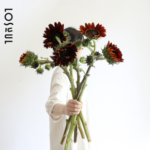 黑色多头向日葵巧克力色葵花奶油画风野奢花期长鲜切花情人节七夕