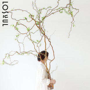 精品老桩金龙柳鲜切大型水培植物水培鲜枝好养室内水养绿植易生根