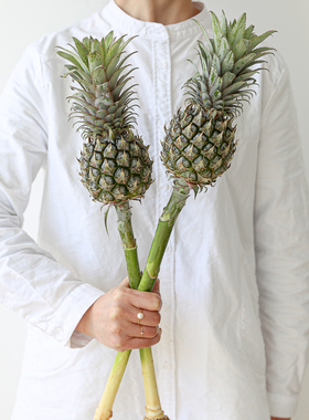 黑凤梨mini小菠萝花鲜切瓶插花生活鲜花情人节表白礼物花束花期长