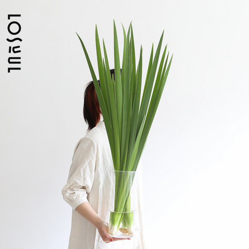 鸢尾叶水培一周一花小众Ins风