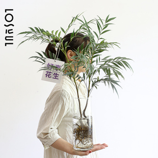 水培植物小檗木带根 水养绿植 ins植物室内装饰 氛围感小众