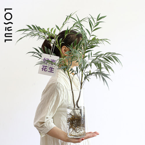 ins植物室内装饰氛围感
