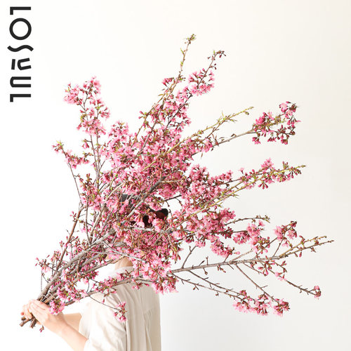 日本樱花鲜切优雅氛围感