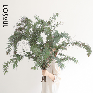 羽叶相思树叶鲜切鲜枝氛围感Ins装饰室内水培鲜花水培绿植花材