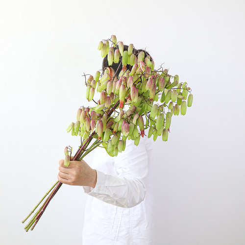 花艺，花艺设计，生活鲜花，一周一花