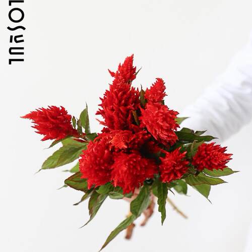雁来红鲜花生活红红火火