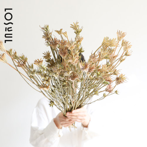 八角花真民风干郁金香干花束