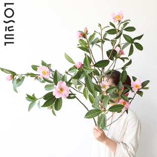 山茶花鲜花鲜切观果鲜花野奢氛围感小众ins风淡花香水培高级花艺