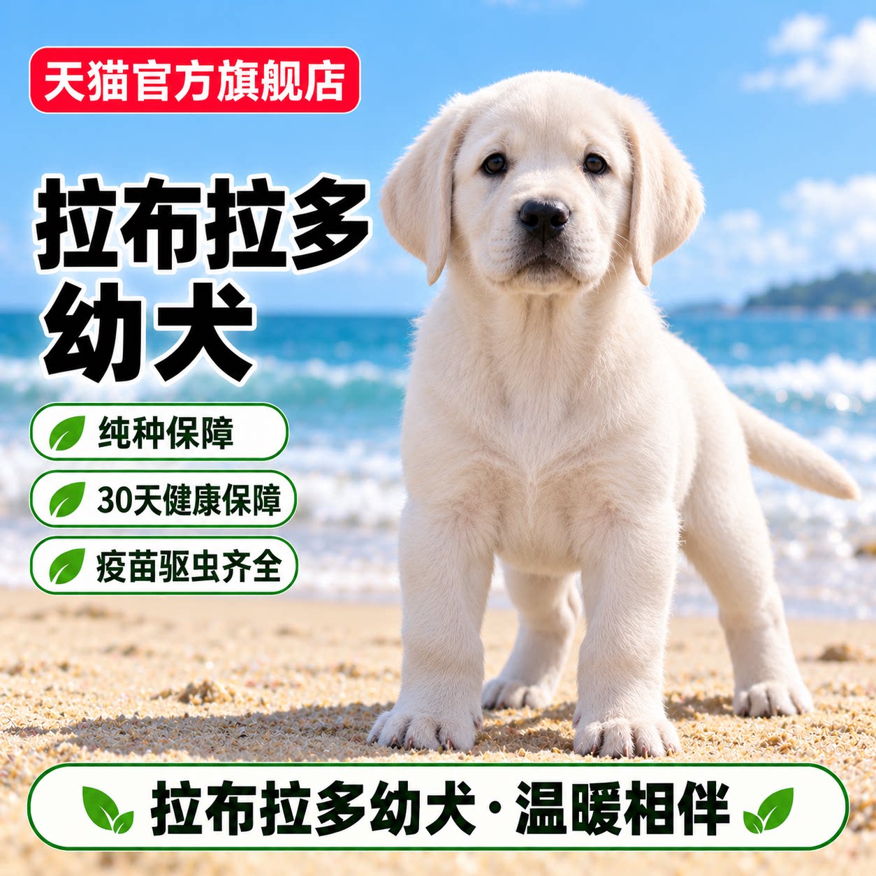 活物伴侣犬健康寻回犬短毛大体型