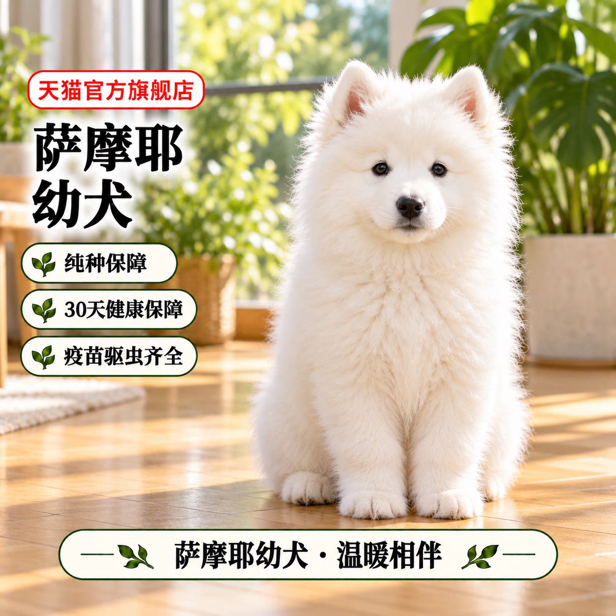 大型雪橇犬熊版萨摩宠物狗狗