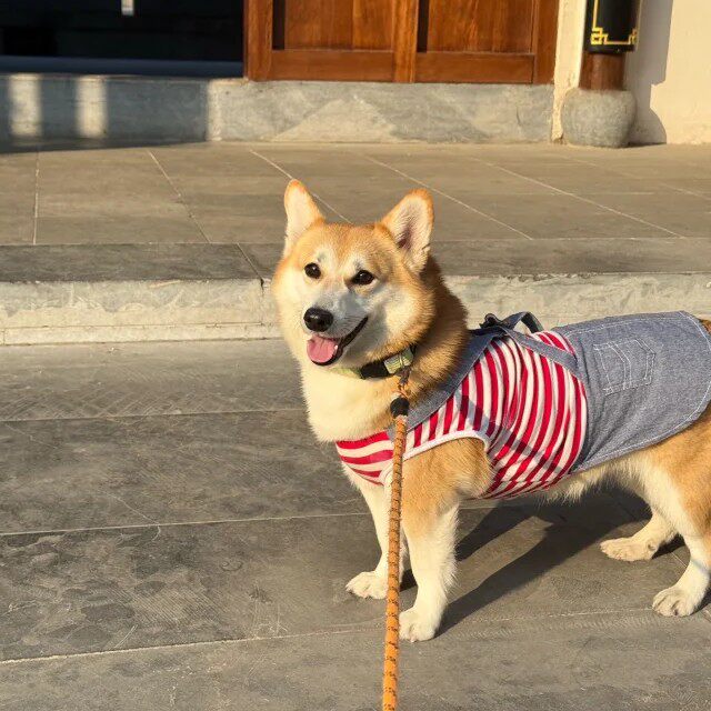 犬伴侣犬不掉毛狗家养狗双色