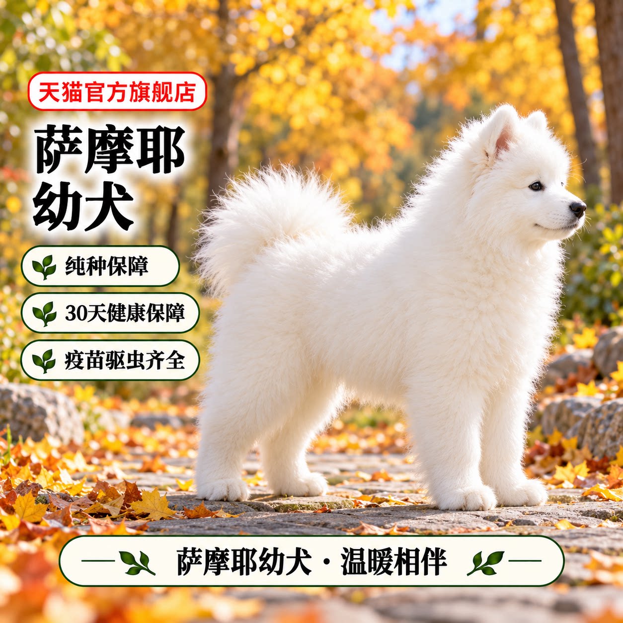 萨摩耶犬雪橇犬活体家养宠物狗狗