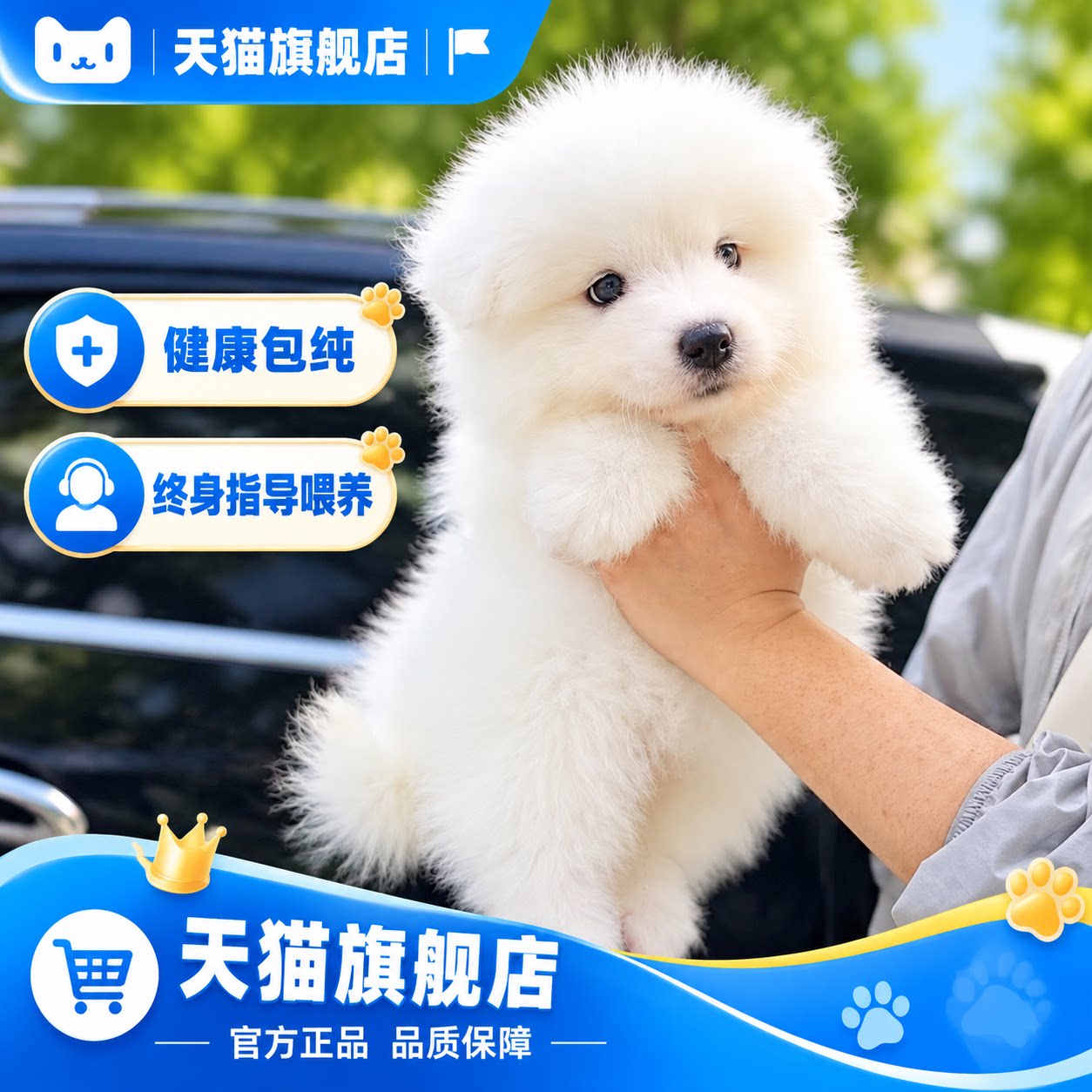 活体宠物狗狗萨摩耶幼犬