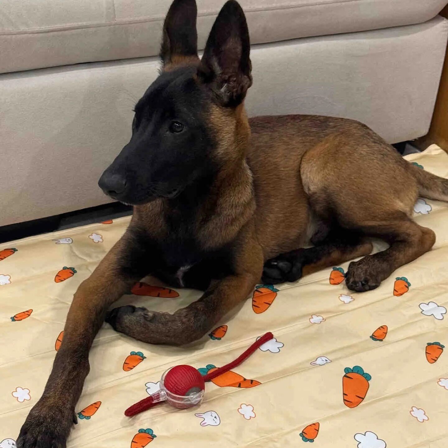 短毛看家猎犬黑红狗宠聪明狗护院