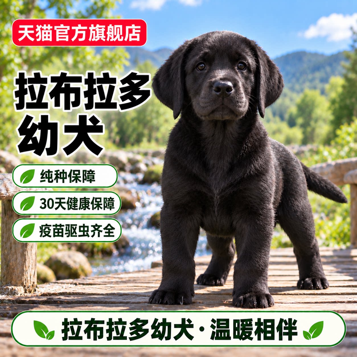 狗狗便宜短毛健康导盲犬奶油色