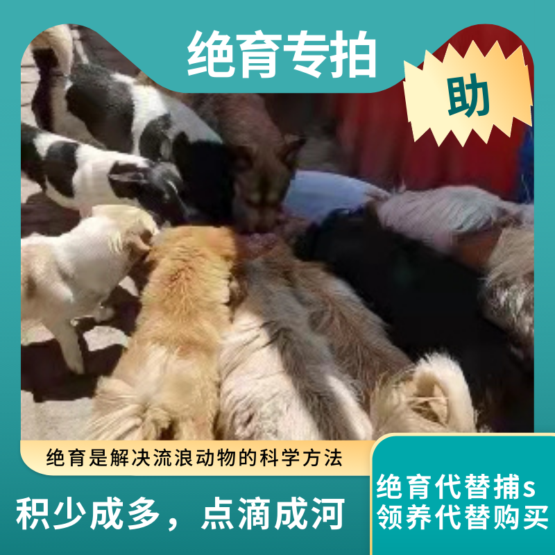 【绝育专拍】科学减少流浪动物